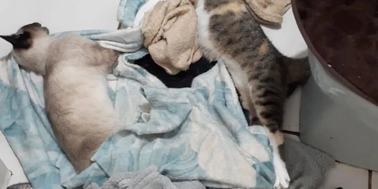 Gatos são encontrados mortos por envenenamento em Prudentópolis