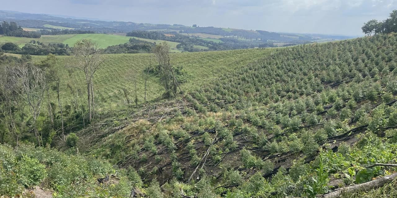 Polícia Ambiental constata destruição ilegal de vegetação nativa em Prudentópolis