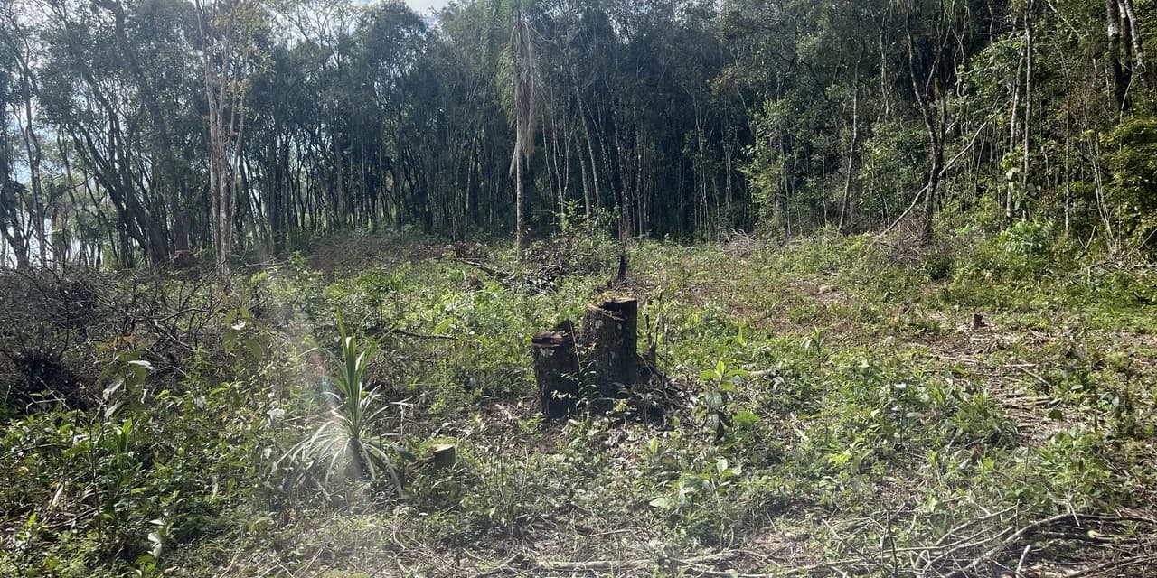 Polícia Ambiental constata dano à vegetação nativa em Ipiranga