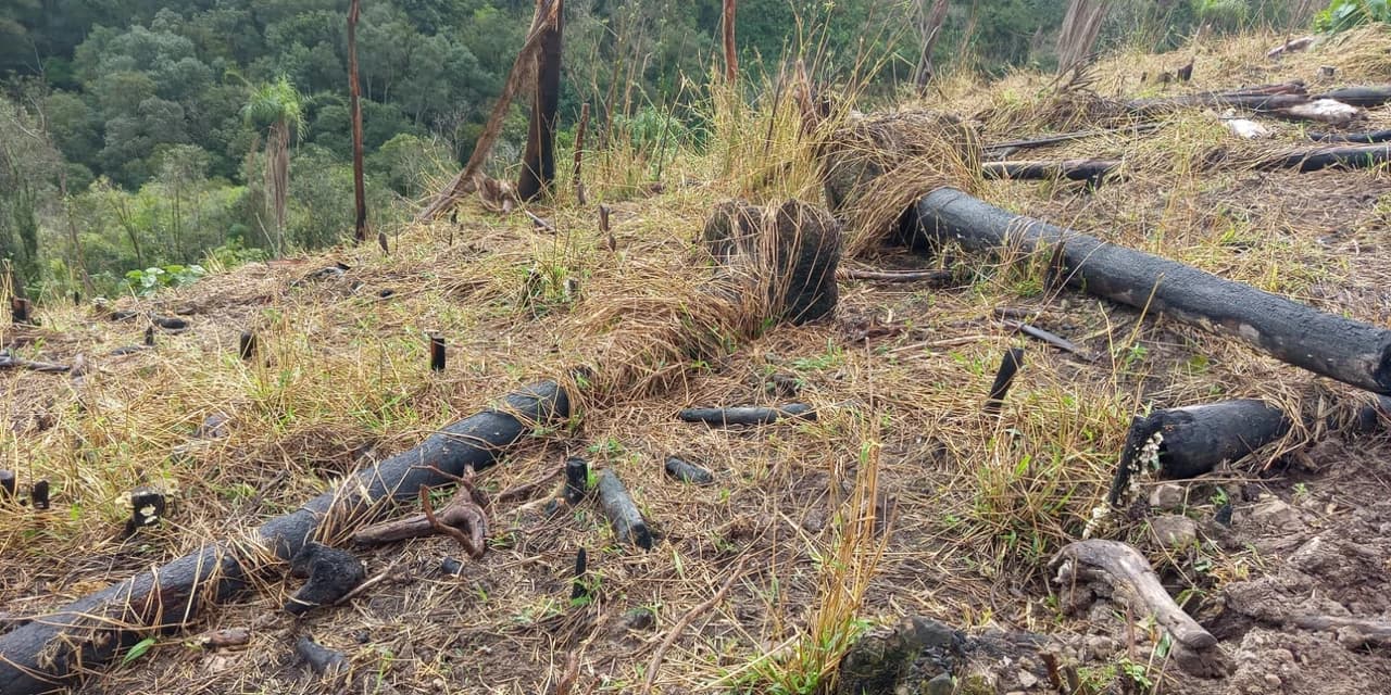 Policia Militar ambiental identifica dano à vegetação nativa em Prudentópolis