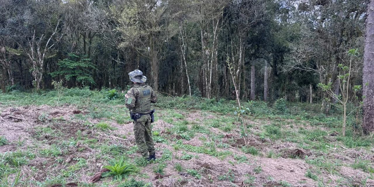Polícia ambiental constata danos à vegetação nativa em Rio Azul