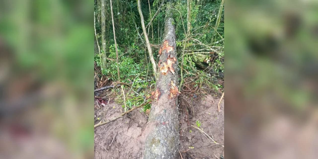 Polícia Ambiental constata danos ambientais e lavra autos de infração em Teixeira Soares