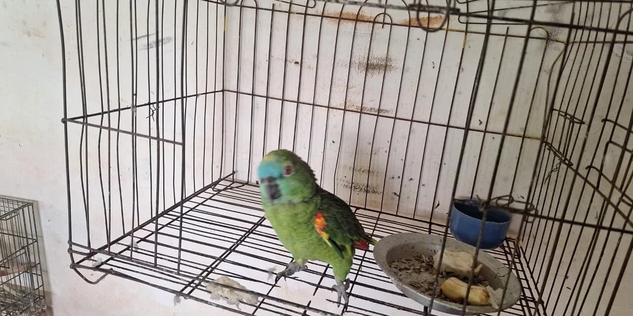 Polícia Ambiental contata manutenção irregular de aves silvestres em cativeiro no município do Turvo