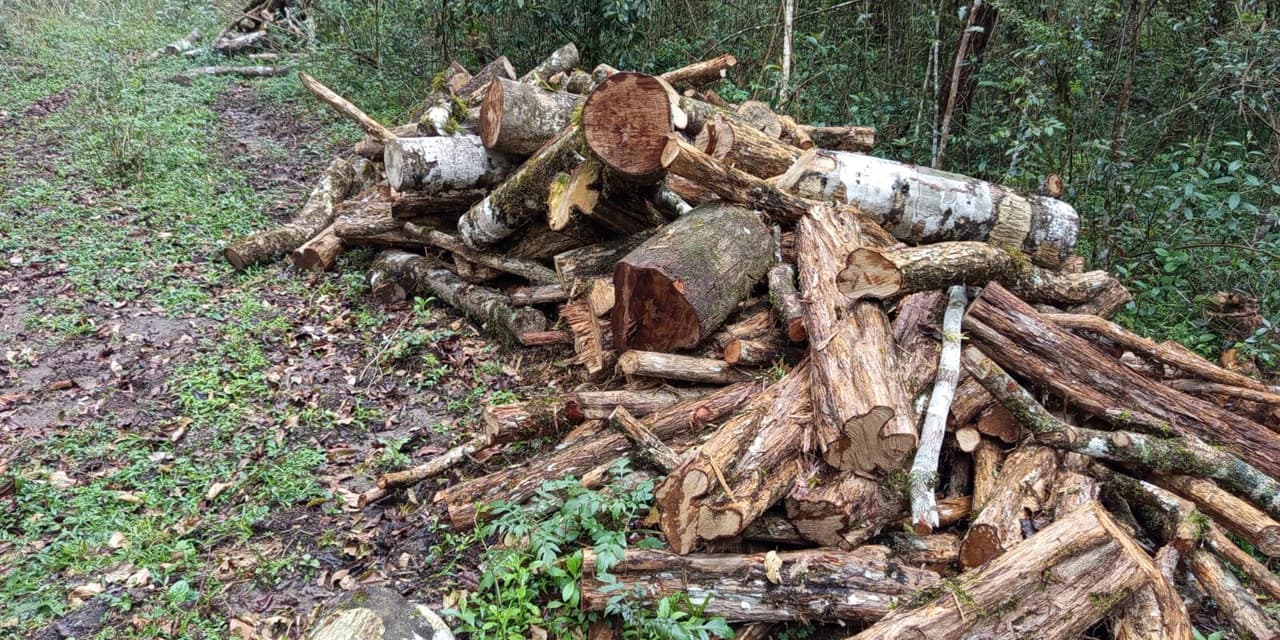 Polícia ambiental apreende 20 M³ de lenha nativa sem documentação em Prudentópolis