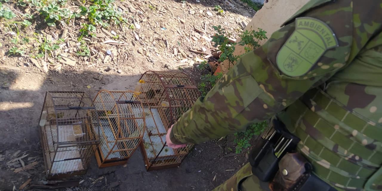 Polícia Ambiental contata aves silvestres sendo mantidas irregularmente em cativeiro no município de Campo do Tenente