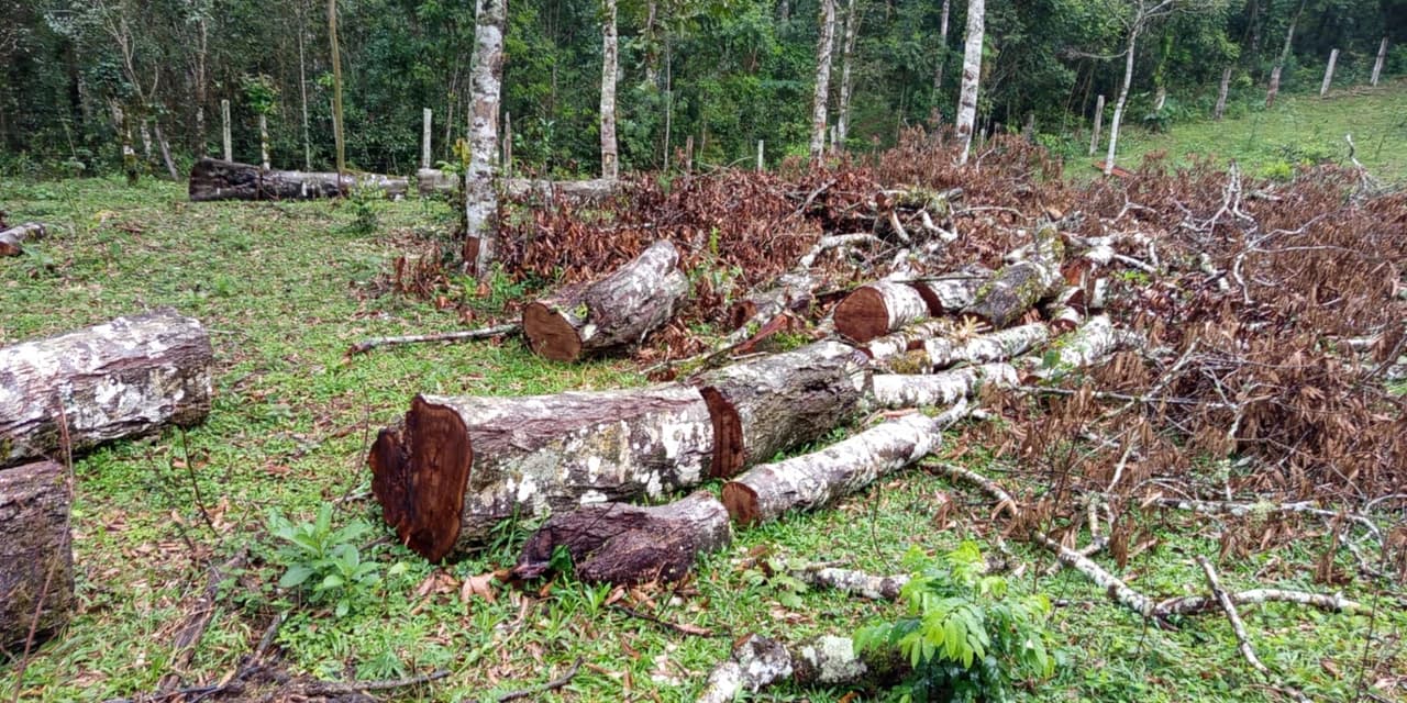 Polícia Militar Ambiental autua responsável por dano à vegetação nativa em Prudentópolis