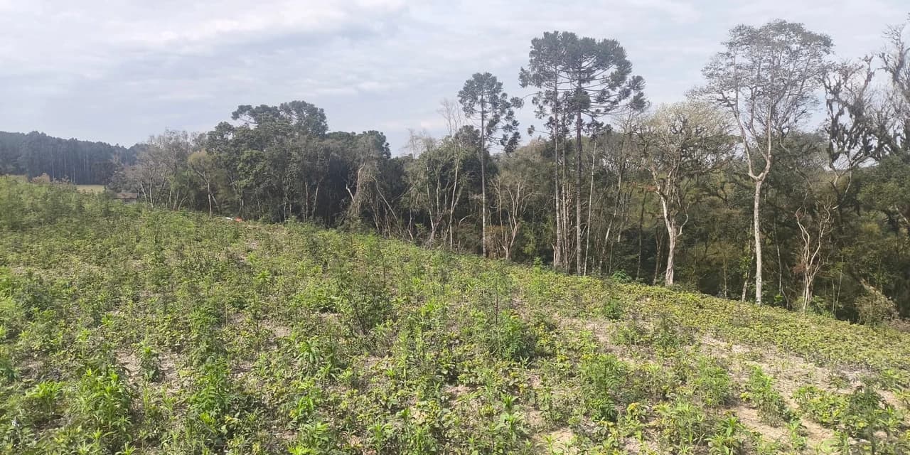 Em Imbituva Polícia Ambiental aplica multas no valor de R$ 51 mil
