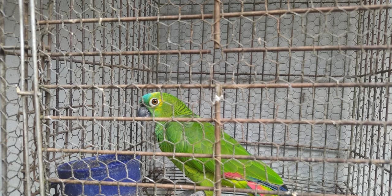 Polícia Militar Ambiental flagra aves mantidas irregularmente em cativeiro em Paula Freitas