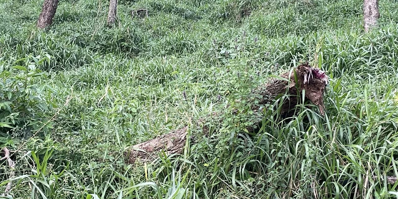 Em Pitanga polícia ambiental autua proprietário por dano à vegetação nativa