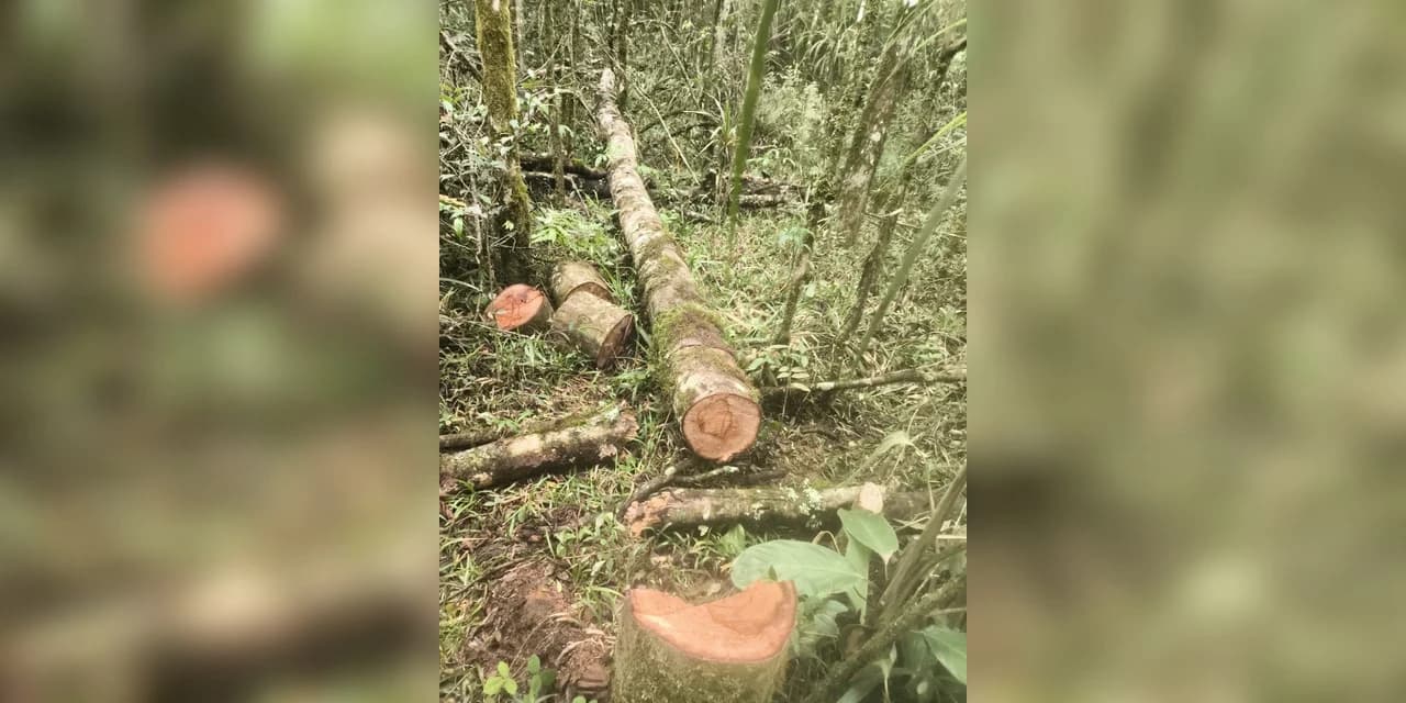 Fiscalização ambiental resulta em autuações por corte irregular de árvore e uso de motosserra sem licença em Irati