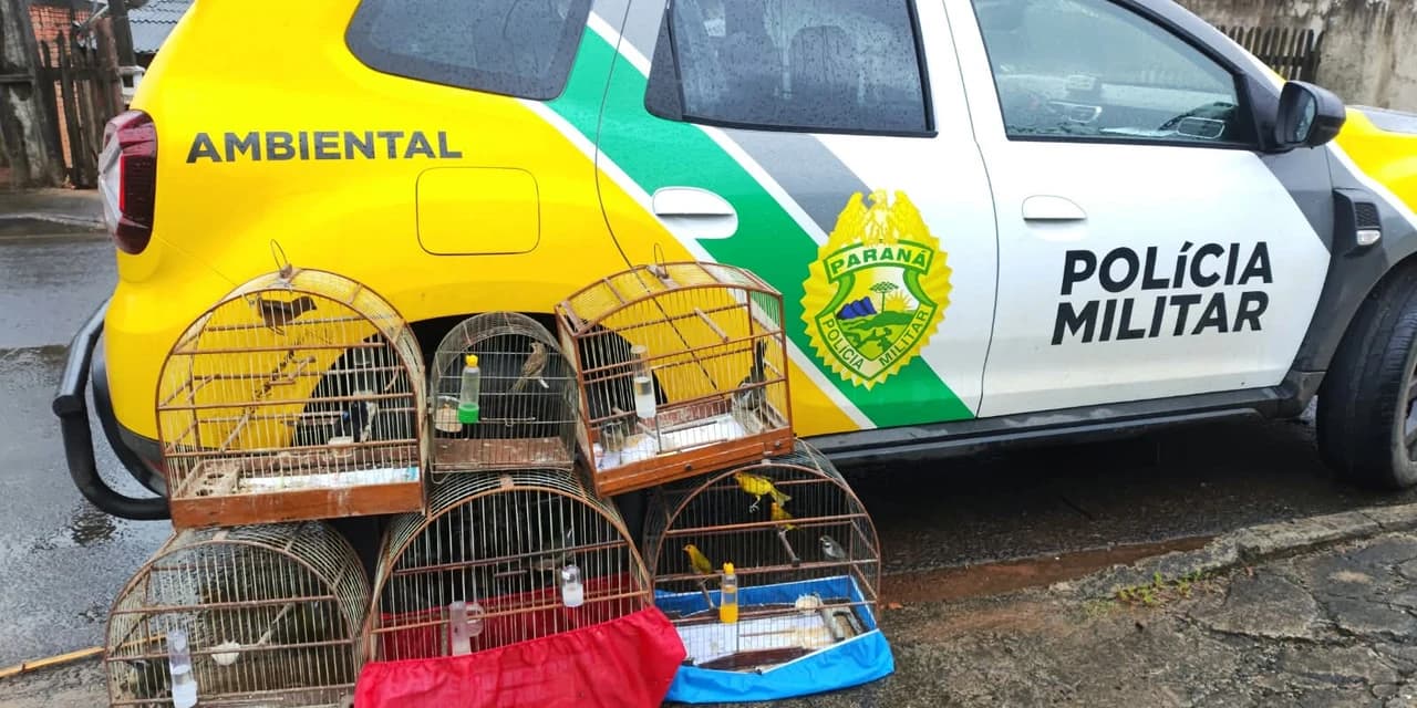 Polícia militar ambiental apreende 12 aves nativas mantidas irregularmente em cativeiro no Paraná