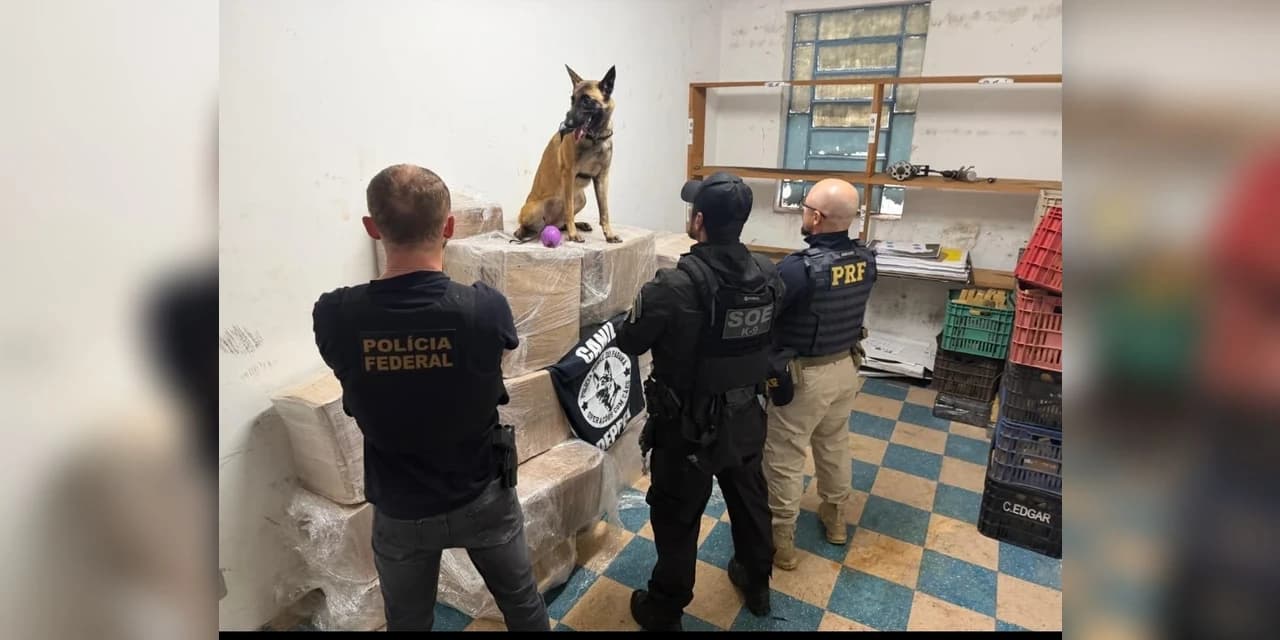FICCO/PR apreende quase 1 tonelada de maconha na BR-277, em Guarapuava