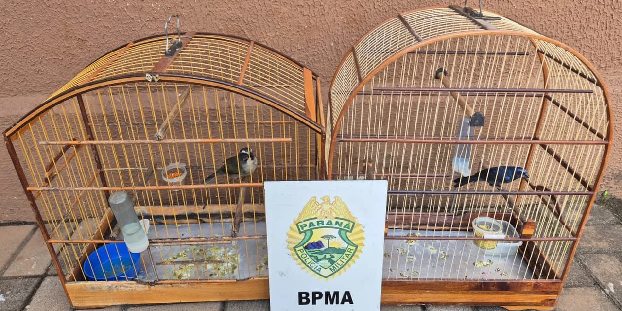 Em Pitanga polícia ambiental apreende aves nativas mantidas irregularmente em cativeiro