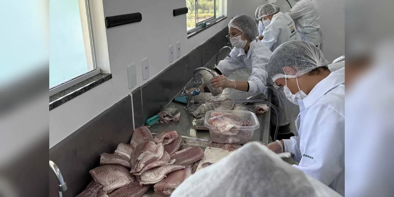 Quase uma tonelada de tilápia: colégio agrícola de São Mateus do Sul é pioneiro na piscicultura