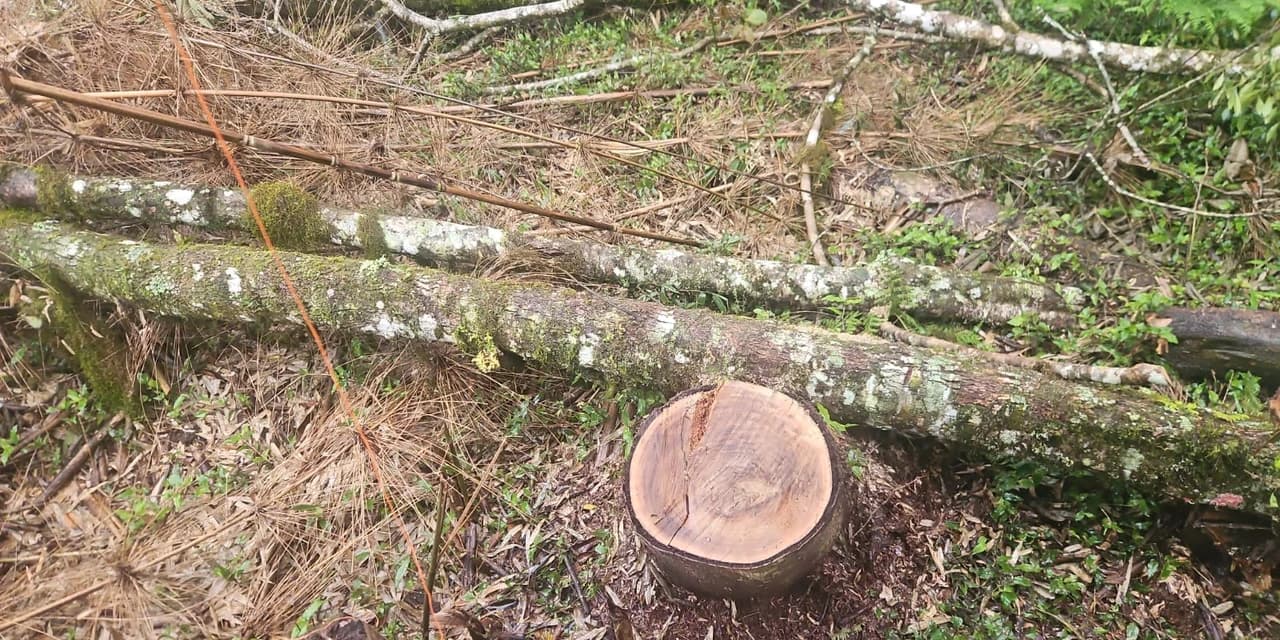Polícia ambiental aplica R$ 42 mil em multas por danos ambientais em área invadida em Guarapuava