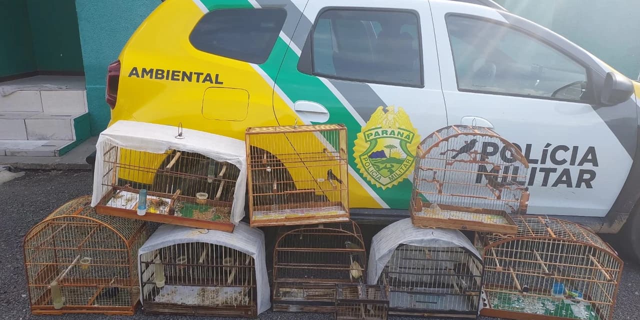 Polícia ambiental apreende nove aves silvestres e aplica multa de R$ 9 mil em Palmeira