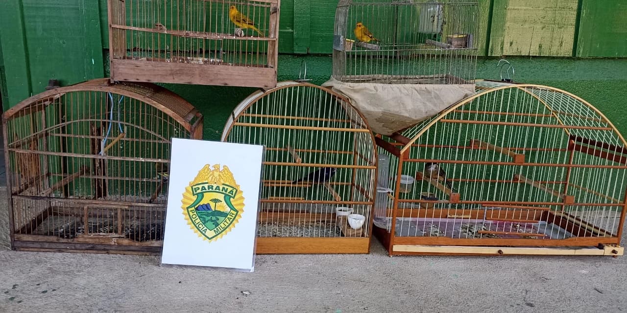 Polícia ambiental apreende cinco aves silvestres mantidas em cativeiro em São Mateus do Sul