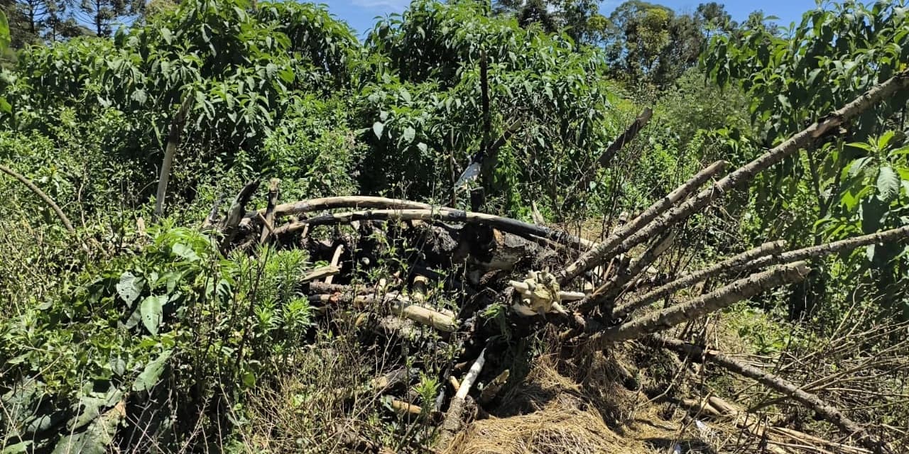 Polícia ambiental constata dano à vegetação nativa do Bioma Mata Atlântica em São Mateus do Sul