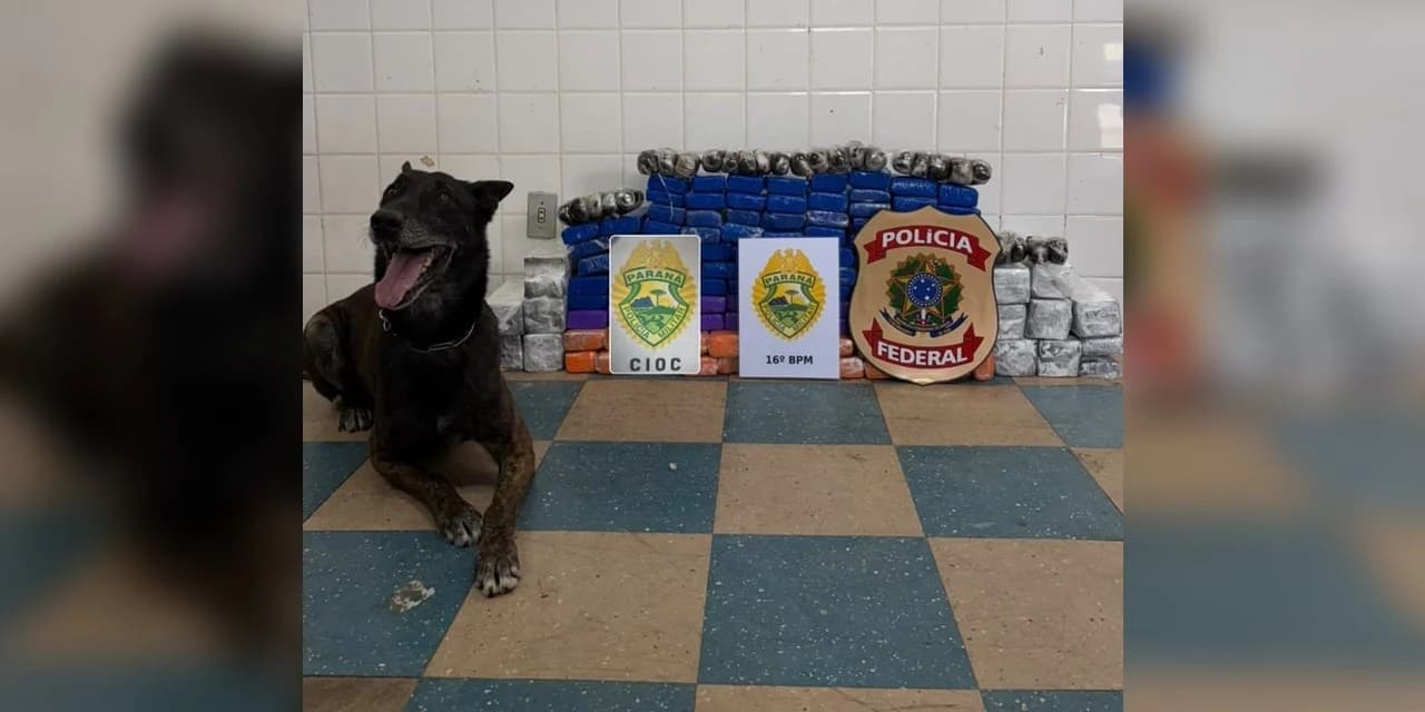 Cão Hunter ajuda a descobrir mais de 81 quilos de drogas escondidas em caminhão em Guarapuava