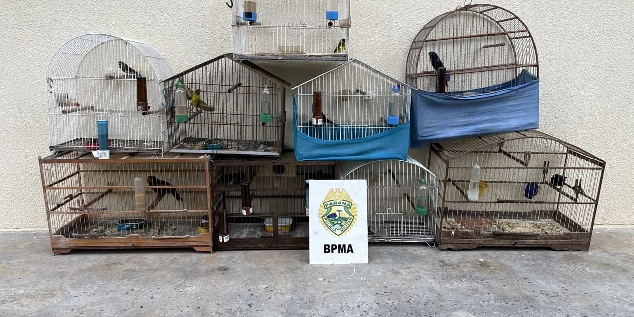 Em Prudentópolis Polícia Militar apreende aves silvestres mantidas irregularmente em cativeiro