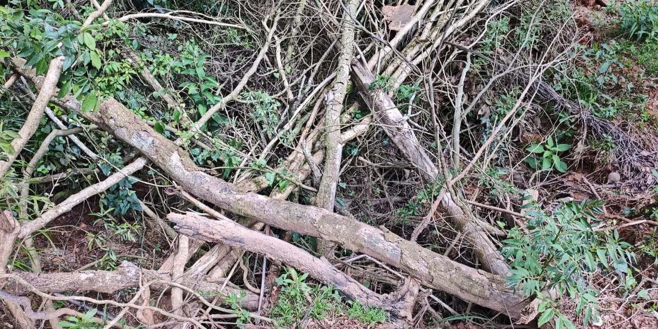 Em Imbituva polícia ambiental constata corte de araucárias e aplica multa no valor de R$ 55 mil