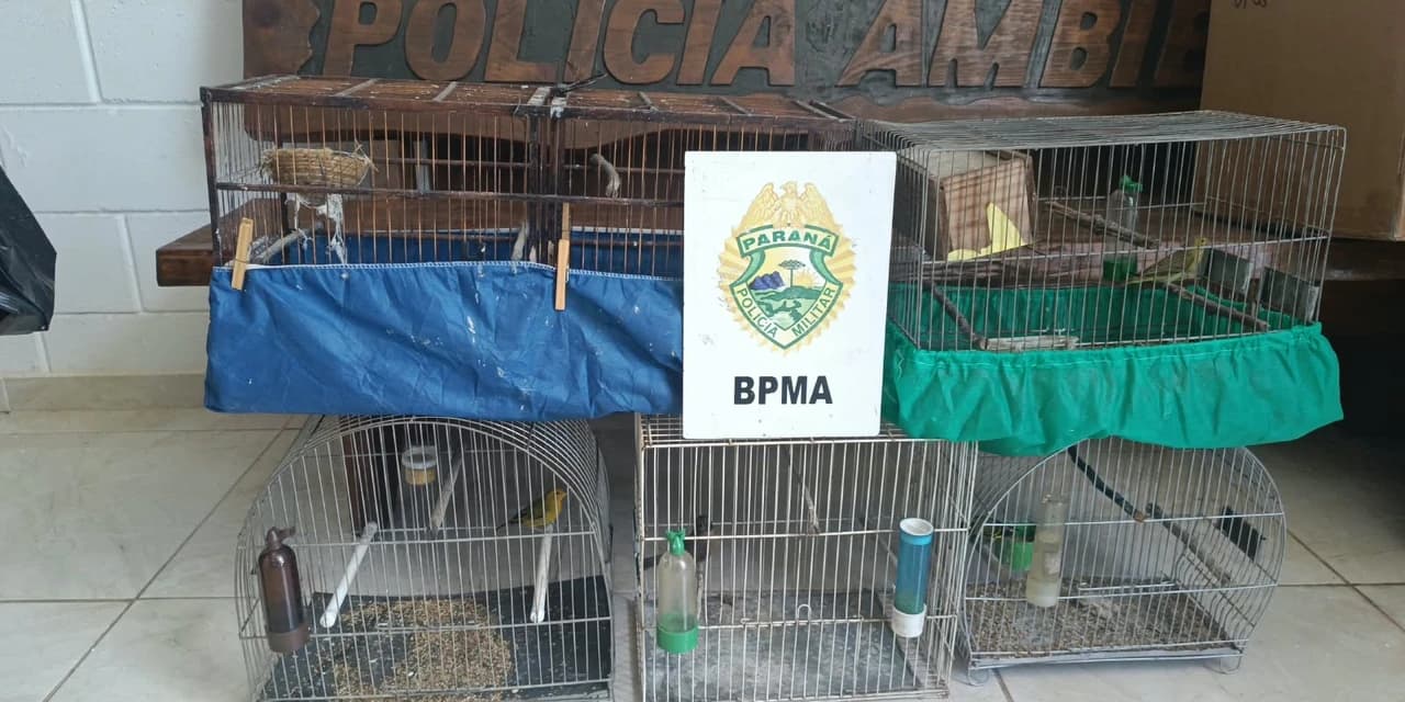 Polícia ambiental apreende aves silvestres em situação irregular em Guarapuava