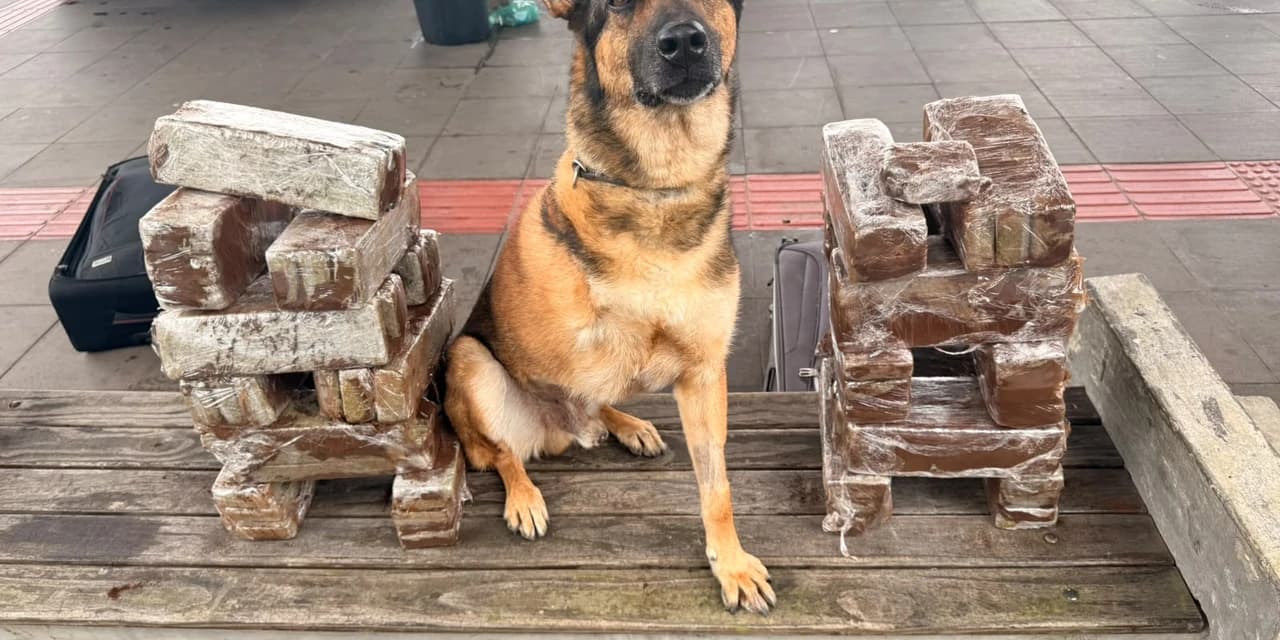 Com atuação de cão de faro, PCPR apreende 41 quilos de maconha na rodoviária de Curitiba
